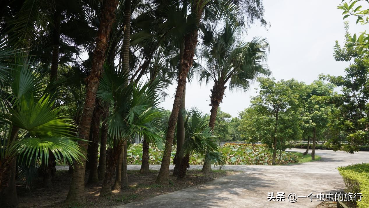 华侨公园全景图,开平立园园林