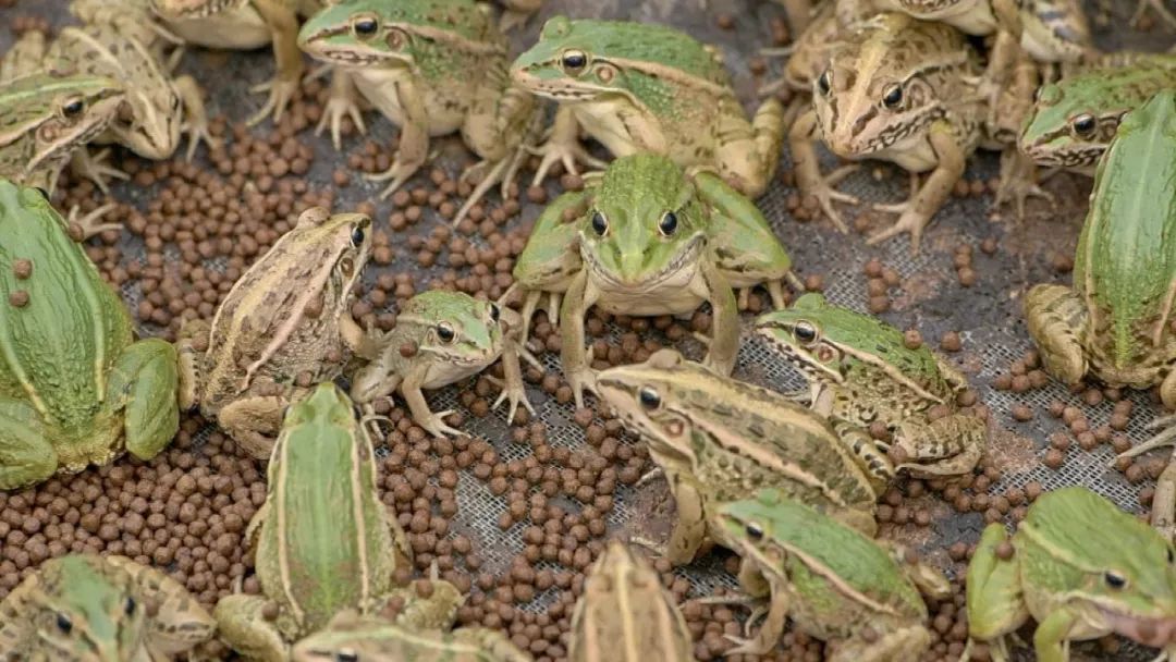 80后创业养殖青蛙视频,农民养青蛙致富项目