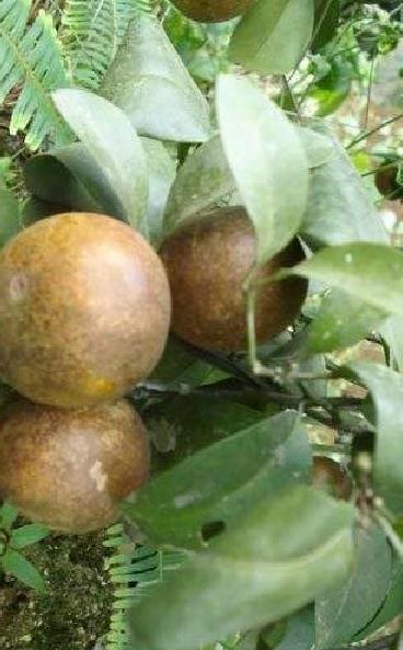 多雨季节怎么预防柑橘炭疽病,柑橘上霜期怎么防治