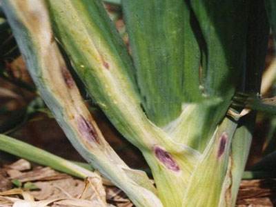 大葱种植技术和病虫害防治技术,雨季大葱病虫害怎么防治