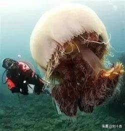 罕见动物60种大开眼界,十种罕见动物