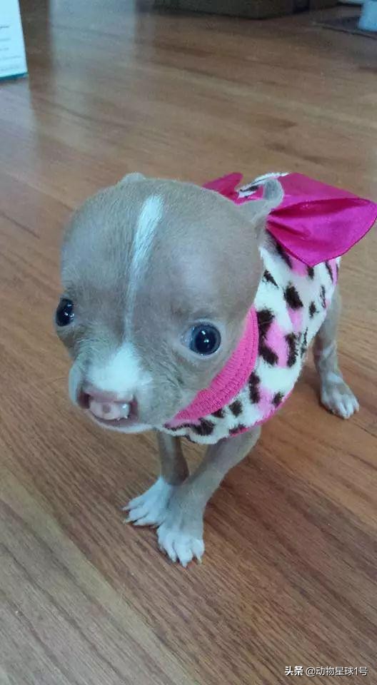 唇腭裂的小狗,唇裂小狗修复了可以养活吗