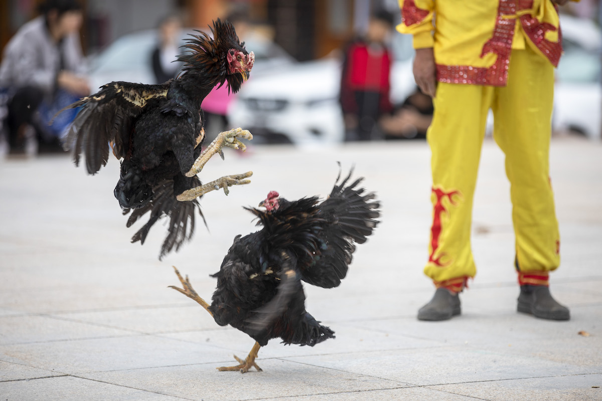 楠嗛┘宸℃父澶滄櫄,楠嗛┘宸℃父