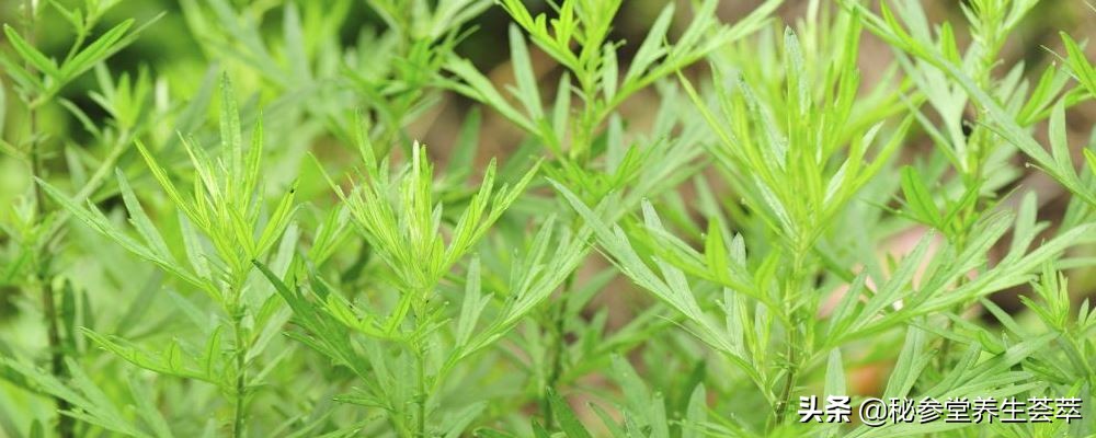 婴儿用艾叶泡澡有什么好处,端午用艾叶给孩子泡澡的好处