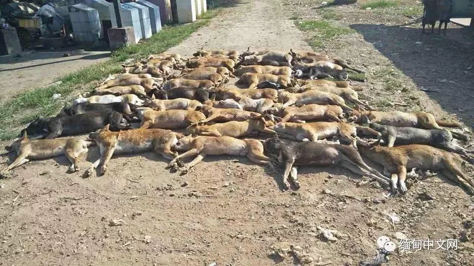 一律毒杀！缅甸小镇，政府下令毒杀流浪狗，中毒流浪狗满嘴血