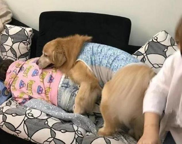 温顺乖巧的大金毛,乖巧大金毛狗视频