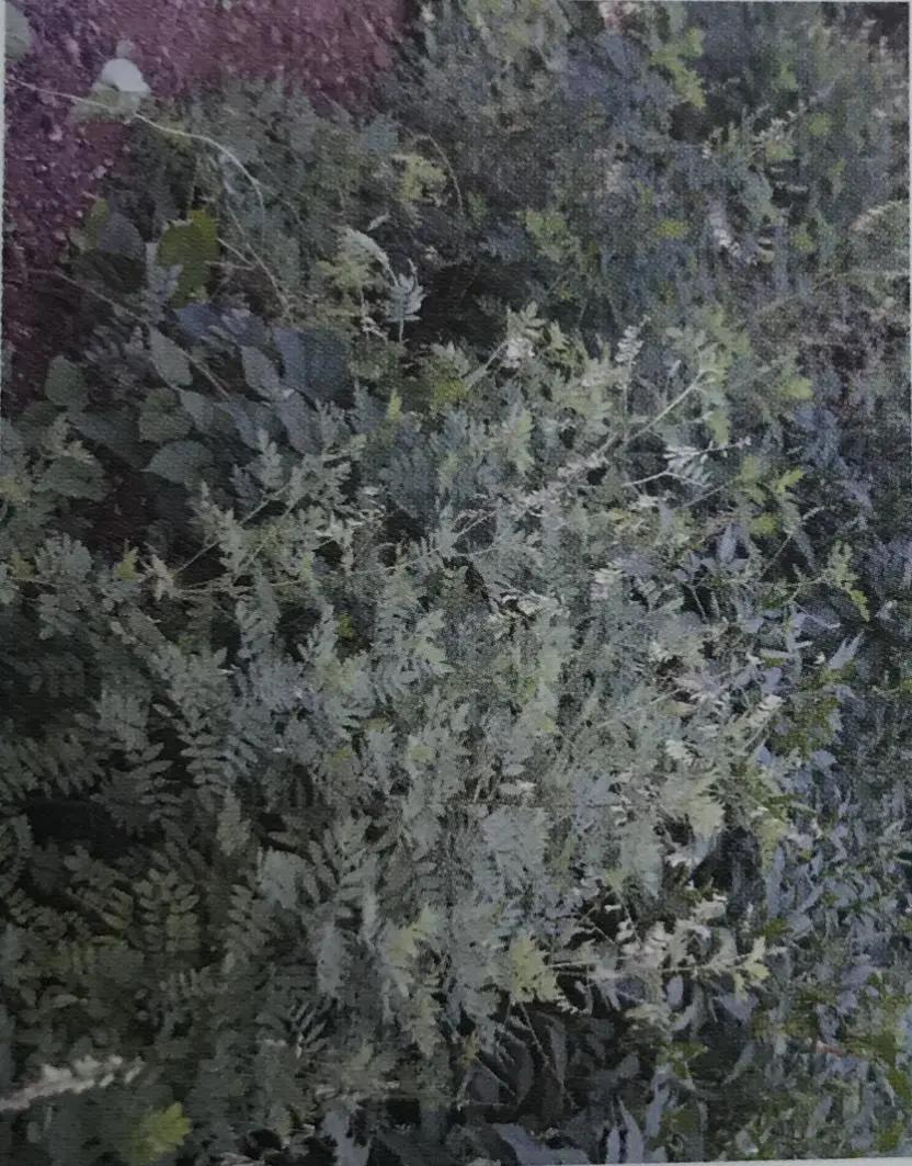 黄芪15克仙鹤草10克泡水喝作用,经常喝黄芪煮水有什么好处