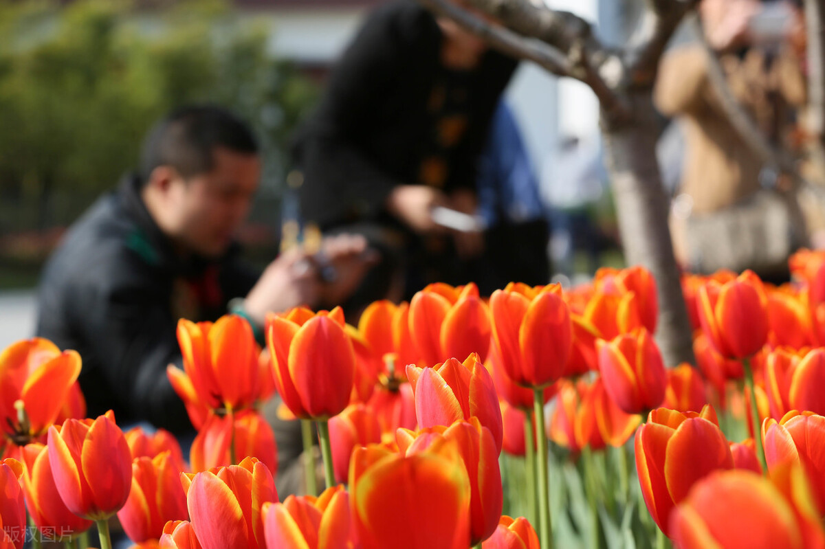 清明节扫墓专用鲜花要几朵花,清明节祭祖菊花要几朵