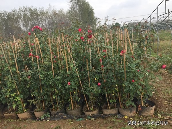 月季从小苗到大苗如何养,藤本月季花苗修剪教程
