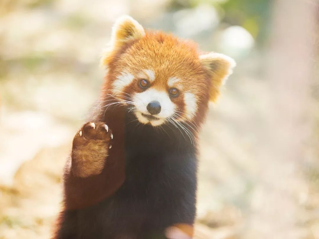 大熊猫真的安全了吗,大熊猫平安活着吗