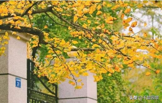 别墅庭院种四季常绿树,别墅庭院种什么树长得又高又快