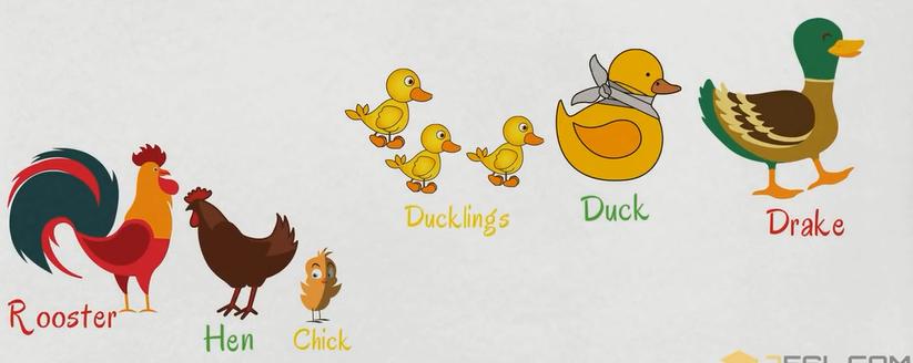 关于动物的英语单词100个带图片,英语常用词汇整理