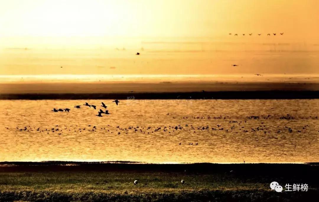 今日高榕资本生鲜寒战