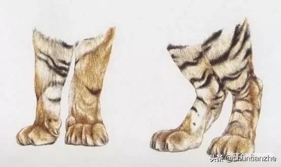 工笔老虎技法教学视频,工笔老虎胸毛的撕毛法