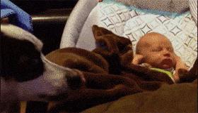 狗狗被孕妈肚子里的宝宝踢了一脚,狗狗怀孕宝宝踢肚子会生吗