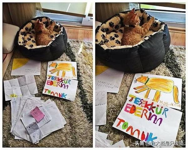 流浪猫托付孩子给人类被嫌弃,托比猫被主人遗弃