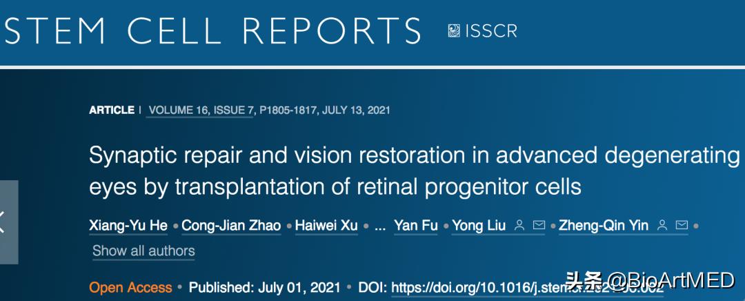 陆军军医大学揭示：细胞可通过神经连接，修复视网膜