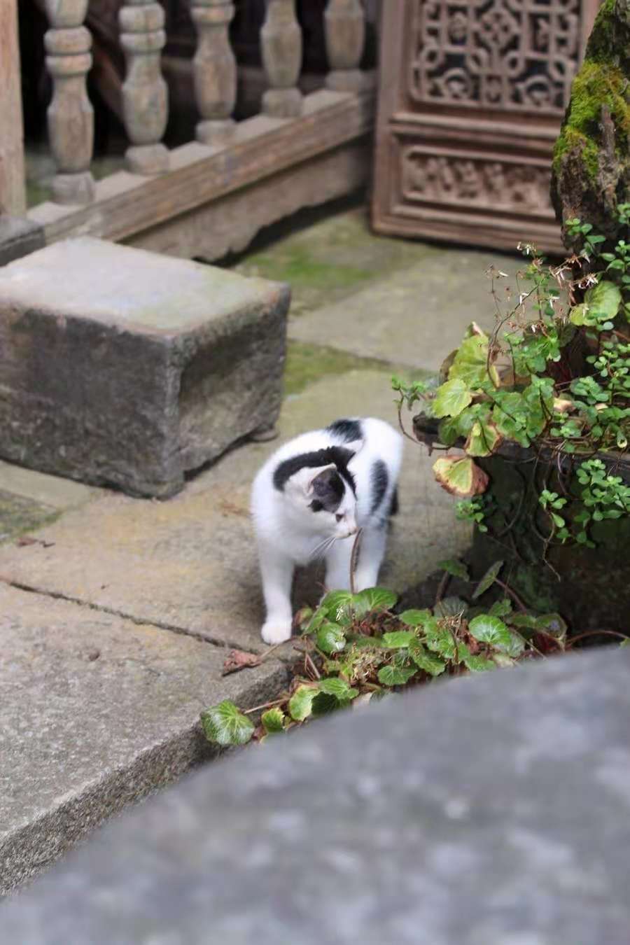 古徽州老宅,徽州古村落南屏