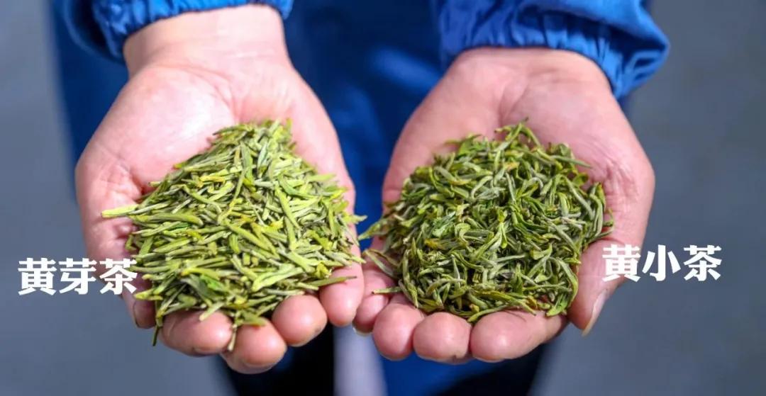 平阳黄茶滋味,平阳黄茶推荐