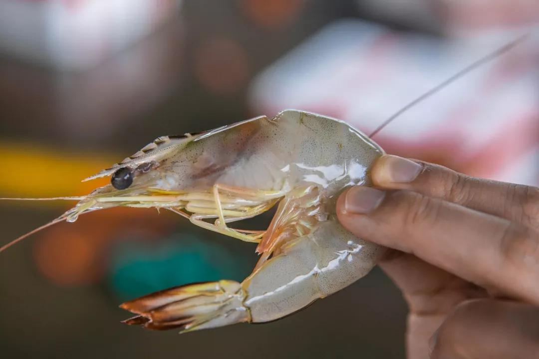 温补肾阳补肾固精吃什么,温肾固精的食品