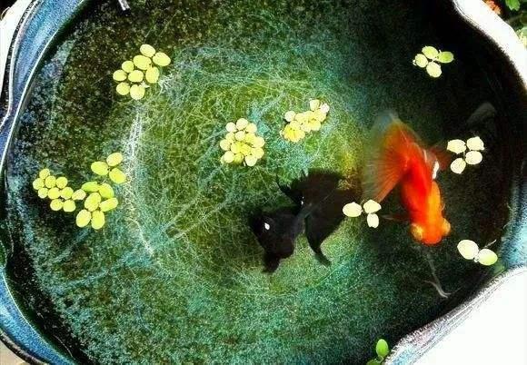 哪种金鱼最好养还可以长大,哪种金鱼最容易养活个头小