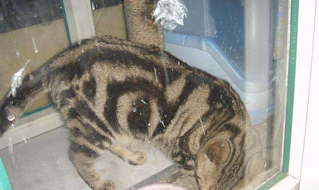 为什么不能剪猫咪的胡须,铲屎官是不是不能铲的太勤