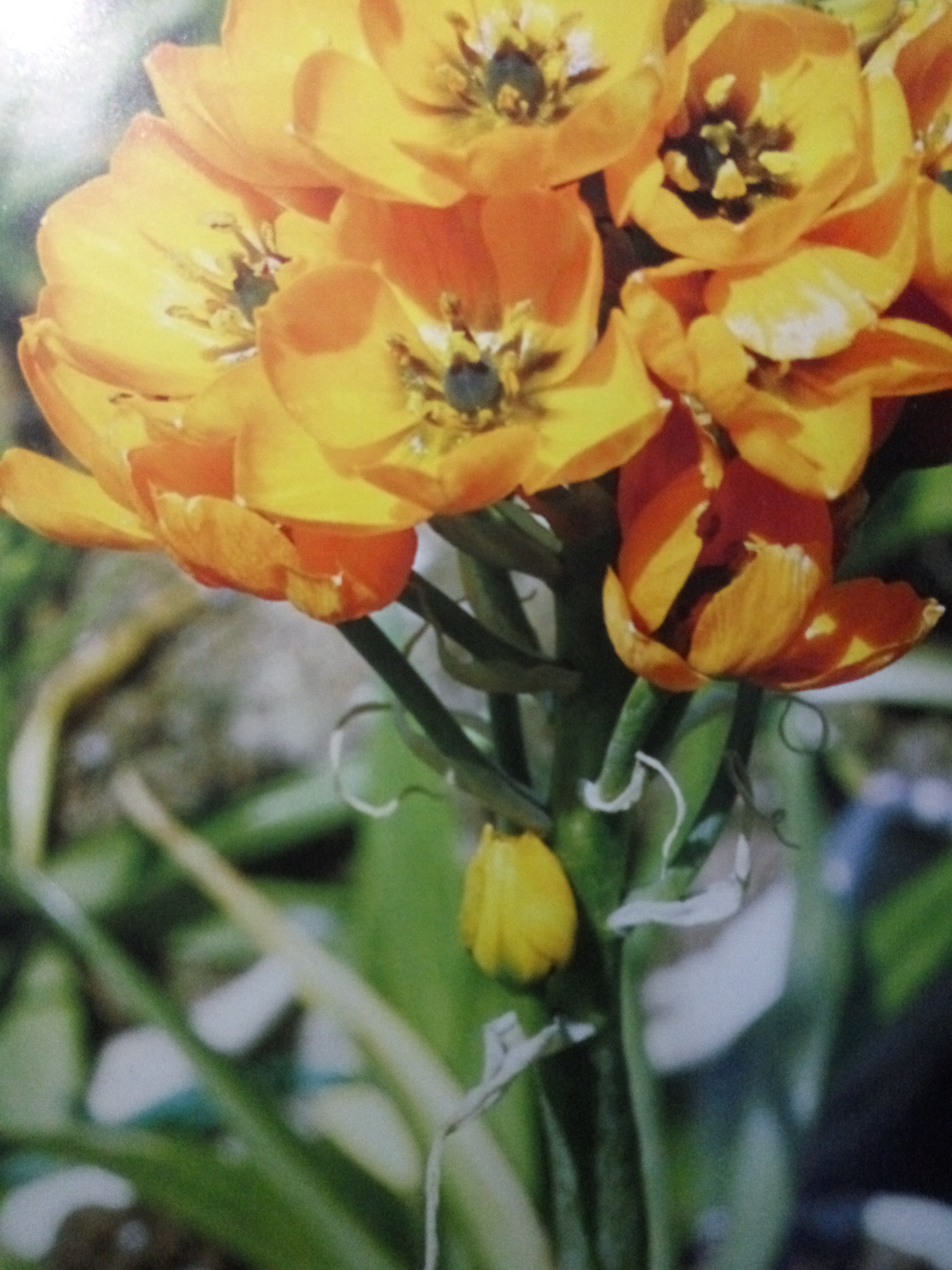 自在的旅人、敏感的心!盆栽天鹅绒