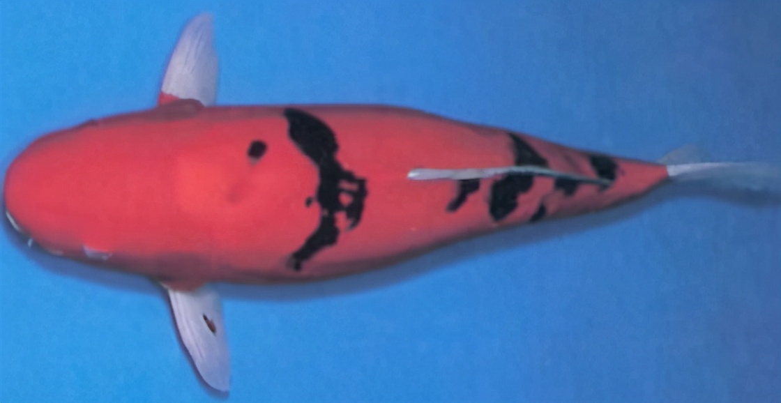 锦鲤的十三个大类名字叫什么,锦鲤十三鳞