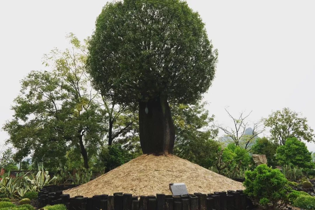 clubmed桂林度假,桂林clubmed度假村坑吗