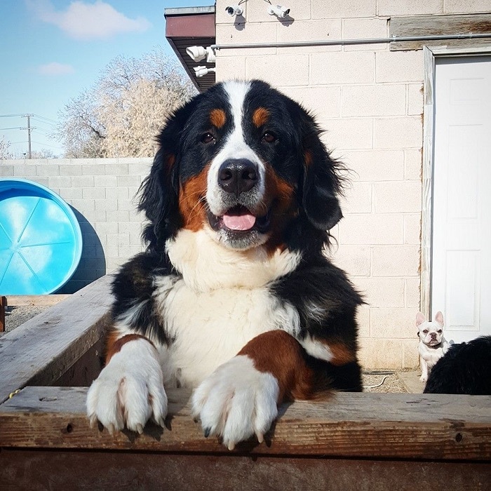 世界上最昂贵的10只狗,世界上十大最名贵的犬种附图