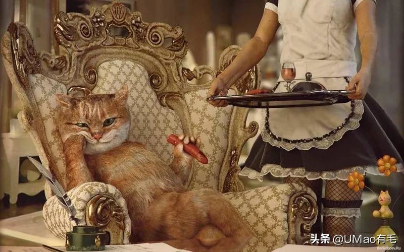 零食罐和主食罐吃哪个,主食罐零食罐