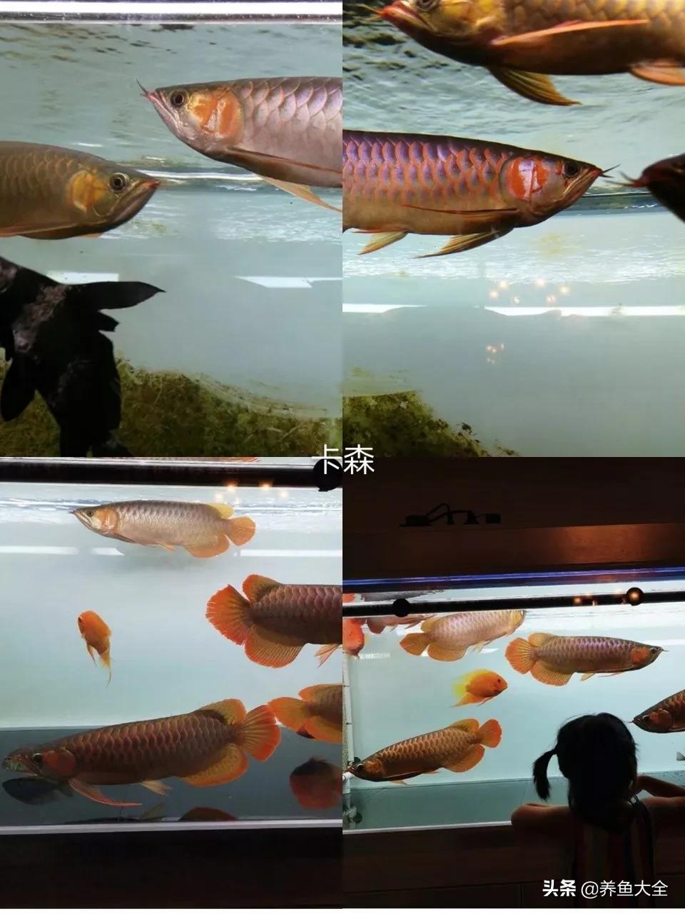 养红龙苗,养红龙如何搭配其他鱼