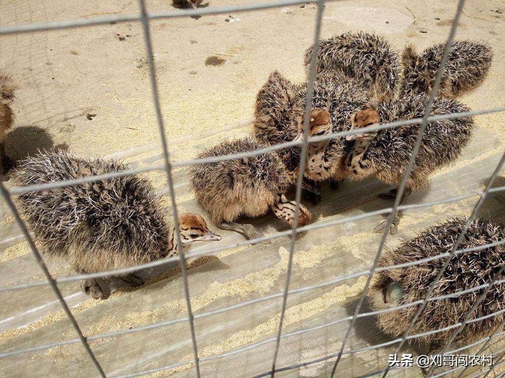 一个蛋卖几万,养殖户鸡蛋一斤赚多少钱