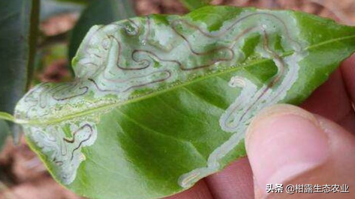 实用技术！柑橘潜叶蛾绿色生态防治方案