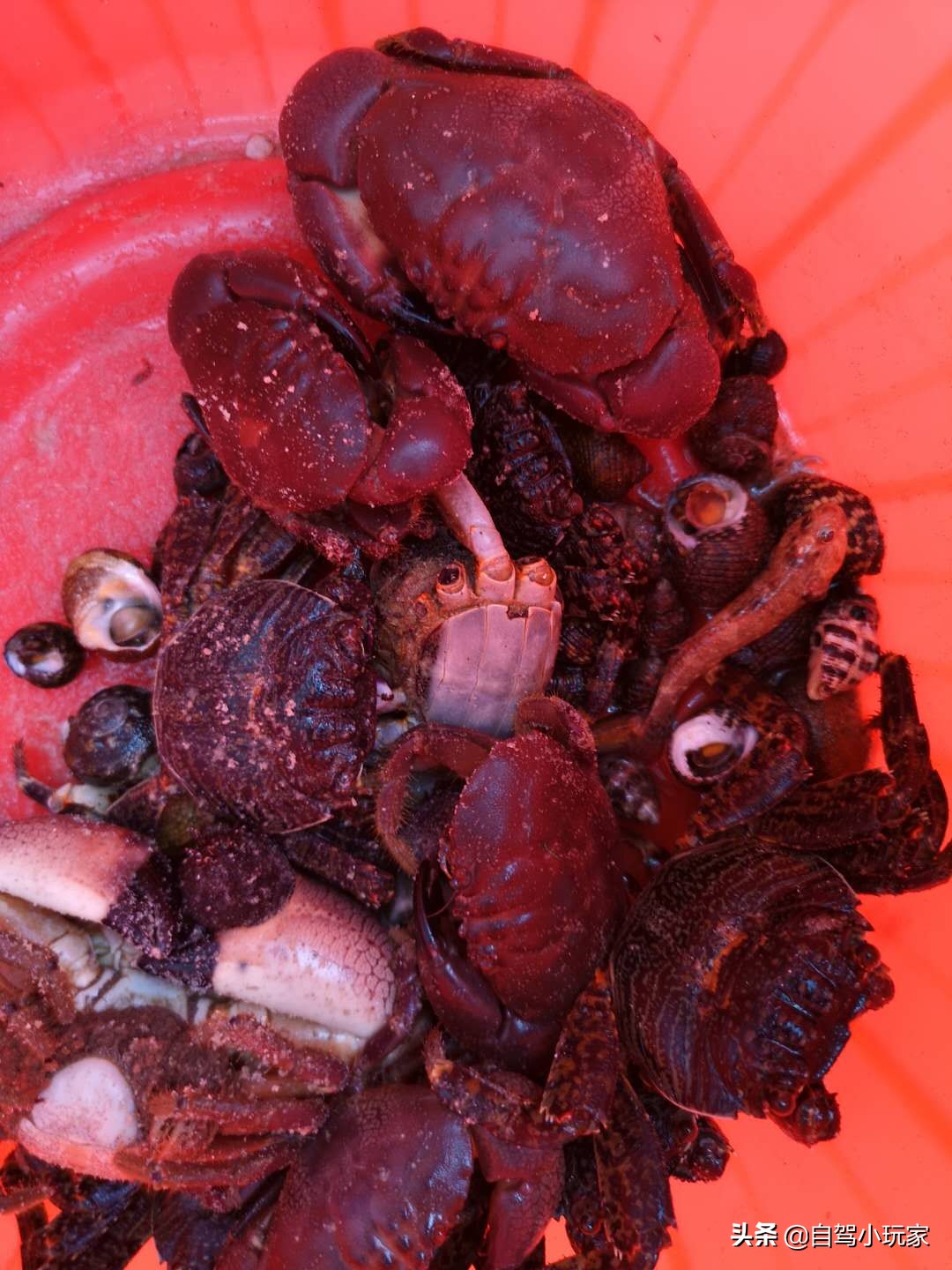 惠州最美礁石海滩,惠州最干净的沙滩推荐