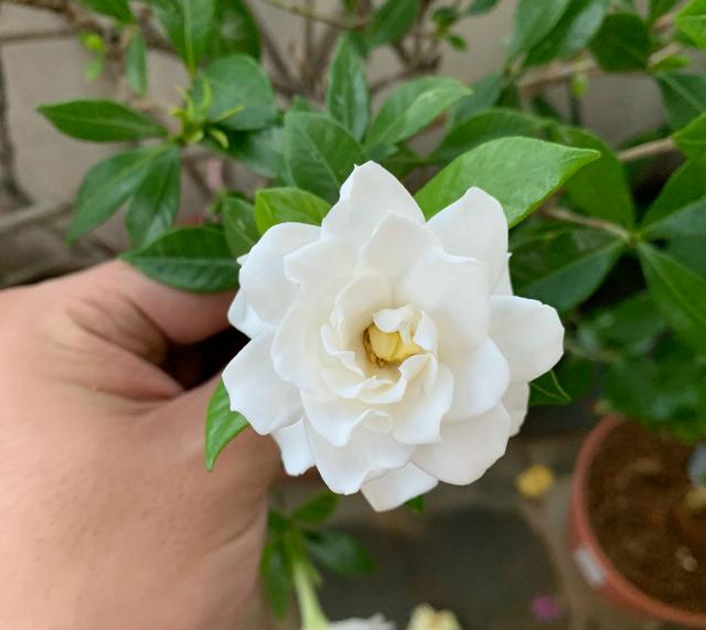 栀子怎么养才能开花,栀子如何养才能开花