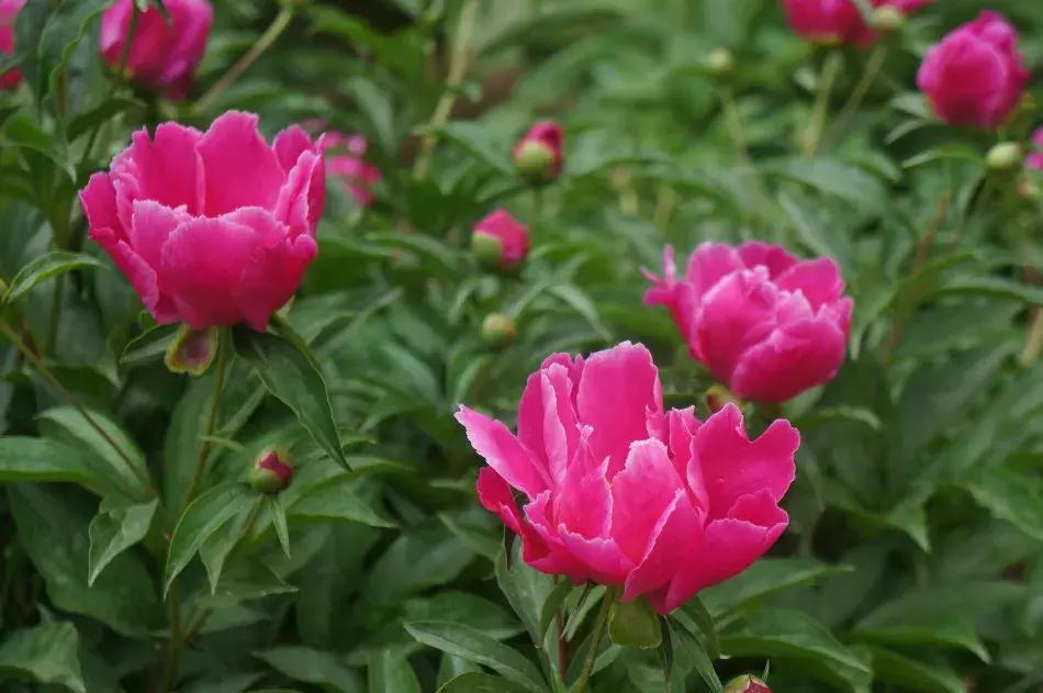 百花图谱大全100幅,工笔百花图谱100种