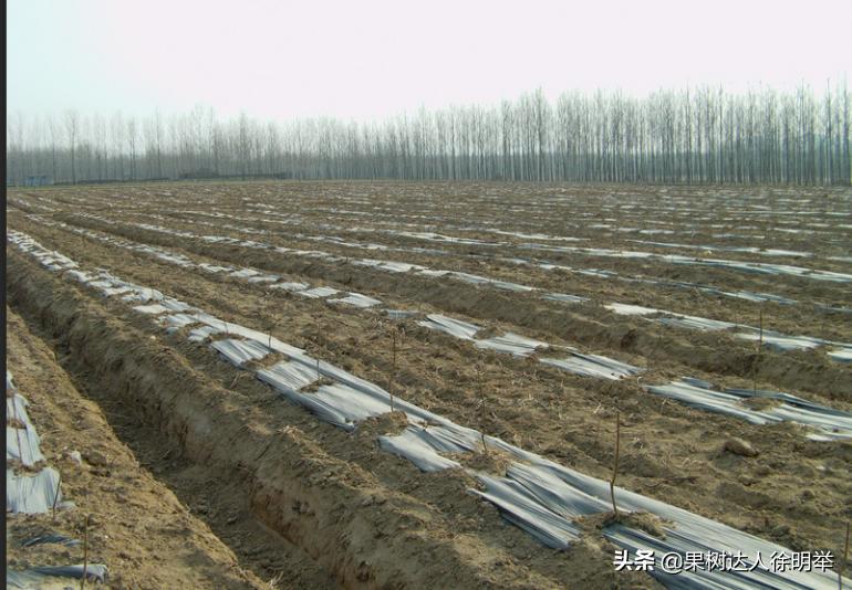 桃养人，可要种好桃，这些桃的特性要了解