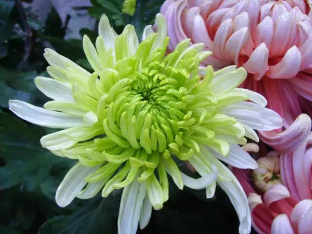 中国十大名花排行哪个是你的最爱,你知道中国十大名花是什么花吗