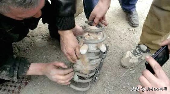 猫能被东西卡住动不了吗,猫好像被什么东西卡住一样