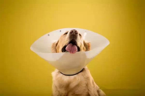 「护理」狗子来了大姨妈怎么办？