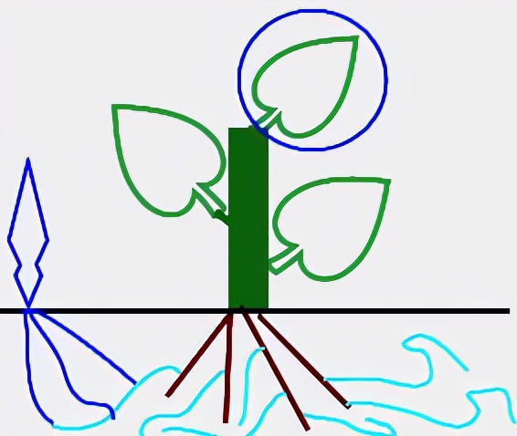 野生水晶兰是国家几级保护植物,江西贵溪发现罕见植物水晶兰