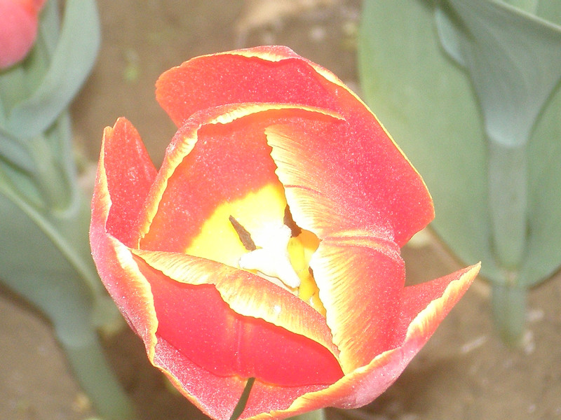 郁金香花开万朵图片,郁金香花开惹人醉