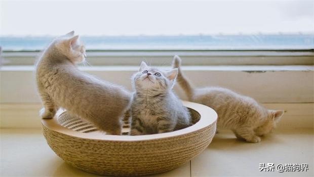 猫咪到家三天开始瞎跑,猫咪老是晚上不睡觉一直往床上跑