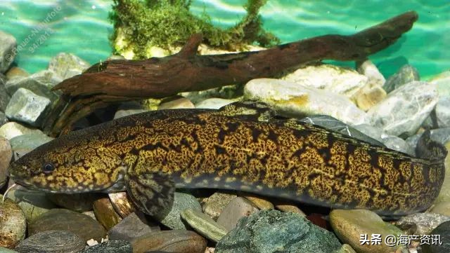 真鳕鱼科普,真鳕银鳕黑鳕鱼