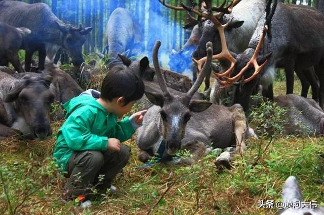 森林草原自驾游,森林亲子旅游攻略图片大全