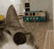 猫为啥爱吃植物,猫爱吃鸡肉还是虾肉