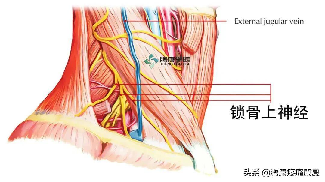 最全！脊神经系统汇总