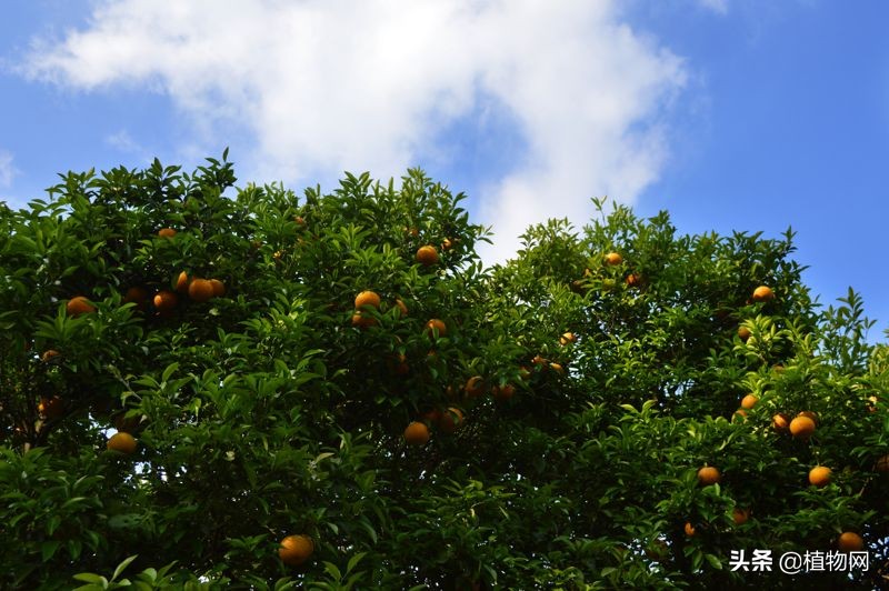 柑橘太酸了怎么办,柑橘降酸
