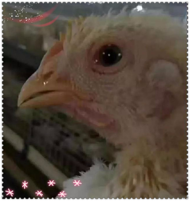 鸡一侧眼睛肿是怎么回事,鸡的眼睛瞎是什么引起的